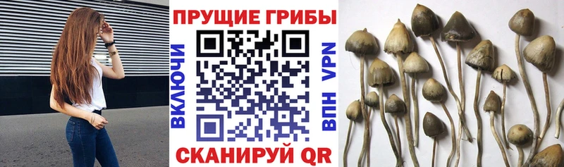 Галлюциногенные грибы Magic Shrooms  нарко площадка как зайти  Лениногорск 